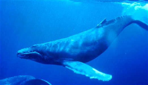 Humpback Whale underwater shot photo