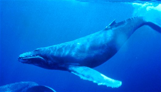 Humpback Whale underwater shot