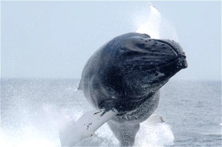 40 tons of flying humpback defying gravity. Must not have hit the boat because the picture is here.