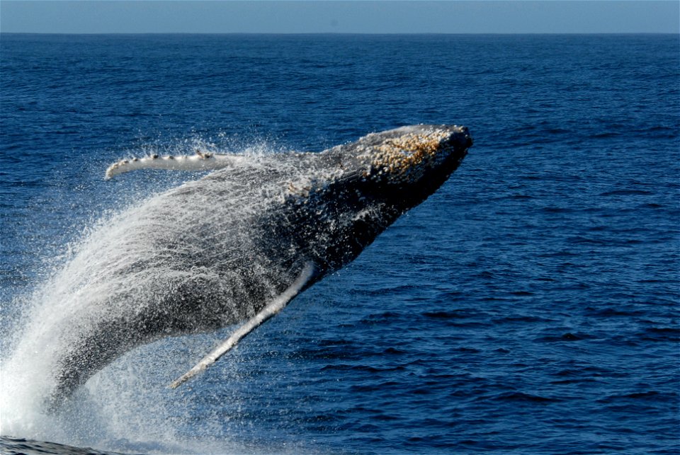 Humpback whale breaching. California, Monterey Bay.