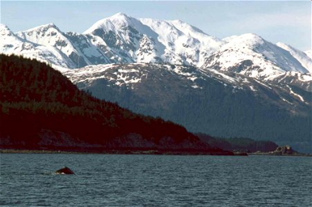 Image title: Humpback whale (Megaptera novaeangliae) arching on a deep dive in Southeast Alaska.
Image from Public domain images website, http://www.public-domain-image.com/full-image/fauna-animals-pu