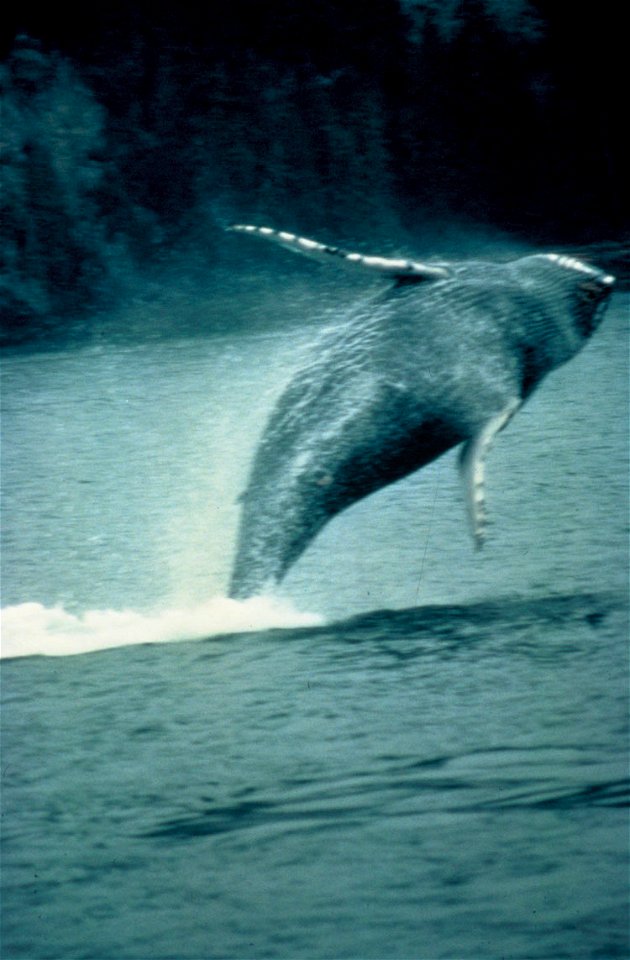 humpback whale : domaine public http://images.fws.gov