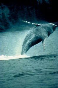 humpback whale : domaine public http://images.fws.gov