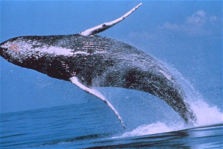 Humpback whale (Megaptera novaeangliae) breaching Image ID: sanc0605, Sanctuary Collection Location: Hawaiian Is. Humpback Whale NMS photo