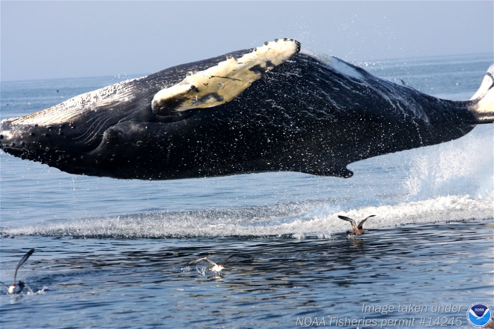 A levitating humpback whale.

   Image ID: sanc1050, NOAA's Sanctuaries Collection
   Location: Massachusetts, Stellwagen Bank NMS

    Photographer: Dr. Elliott