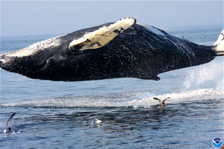 A levitating humpback whale. Image ID: sanc1050, NOAA's Sanctuaries Collection Location: Massachusetts, Stellwagen Bank NMS Photographer: Dr. Elliott photo