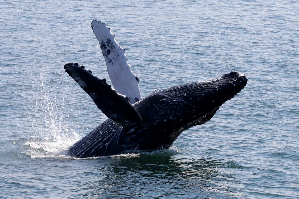 Whale breaching near Prince Rupert