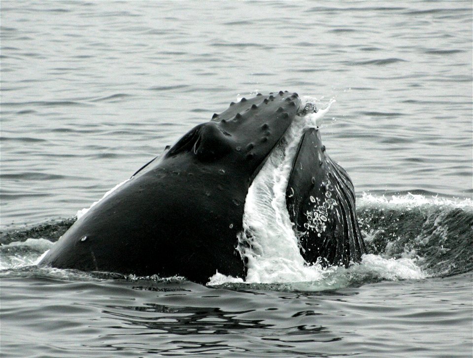 Humpback whale (Megaptera novaeangliae) straining water through its baleen after lunging.
The original NOAA image has been modified by adjusting brightness and contrast.