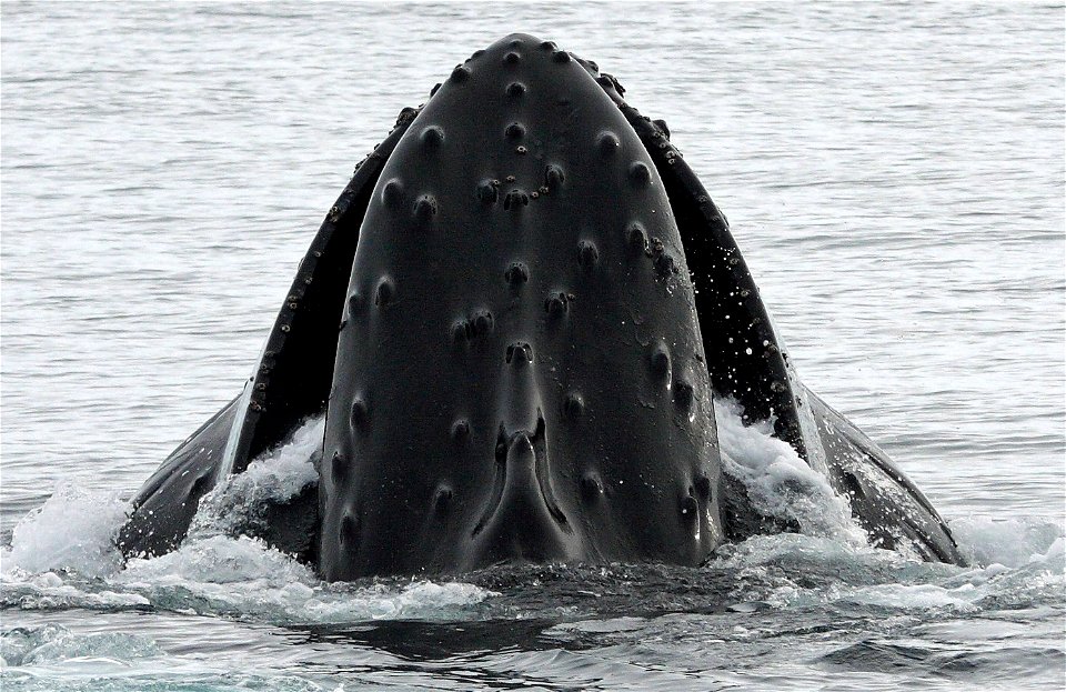 Humpback whale (Megaptera novaeangliae) lunging at the surface while feeding in Fournier Bay, Antarctica.
The original NOAA image has been modified by adjusting brightness and contrast.