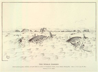 Whale Fishery
Aleuts planting glass, obsidian, and jade darts in a school of humpback whales, Akoon Island, Bering Sea

Subject: Whaling, Whaleboats, Akoon Island (Alaska)
Geographic Subject: United S