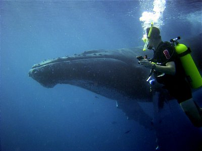 Lieutenant Commander Joe Pica observing a curious humpback whale who came to visit during recovery of underwater acoustic current meter. Dominican Republic.

February, 2006.