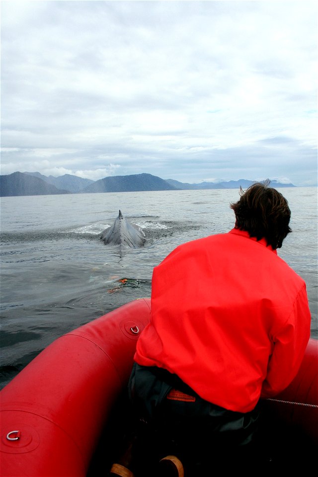 Disentanglement expert Ed Lyman prepares to attempt rescue of a satellite-tagged humpback whale entangled in gillnet. Alaska, Lower Chatham Strait. 2006 August 29.