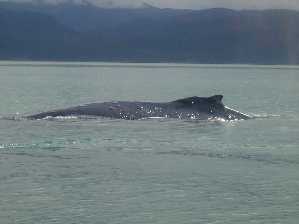 Humpback whale (Megaptera novaeangliae) in Alaska.