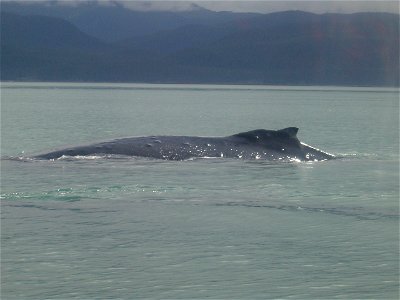 Humpback whale (Megaptera novaeangliae) in Alaska.