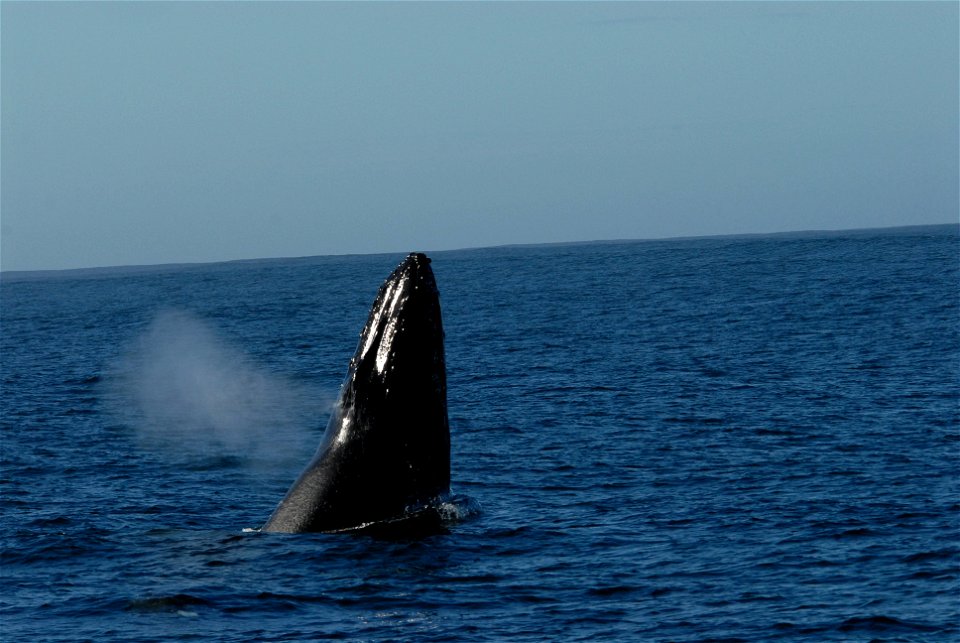 Humpback whale spyhopping. California, Monterey Bay.