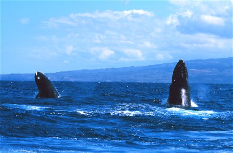 Sanc0606