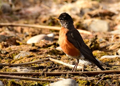 This American robin was foraging for invertebrates along the banks of the Green River at Seedskadee NWR. Photo: Tom Koerner/U.S. Fish and Wildlife Service.