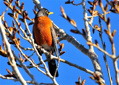 Photo: Tom Koerner/USFWS