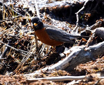 American Robin photo