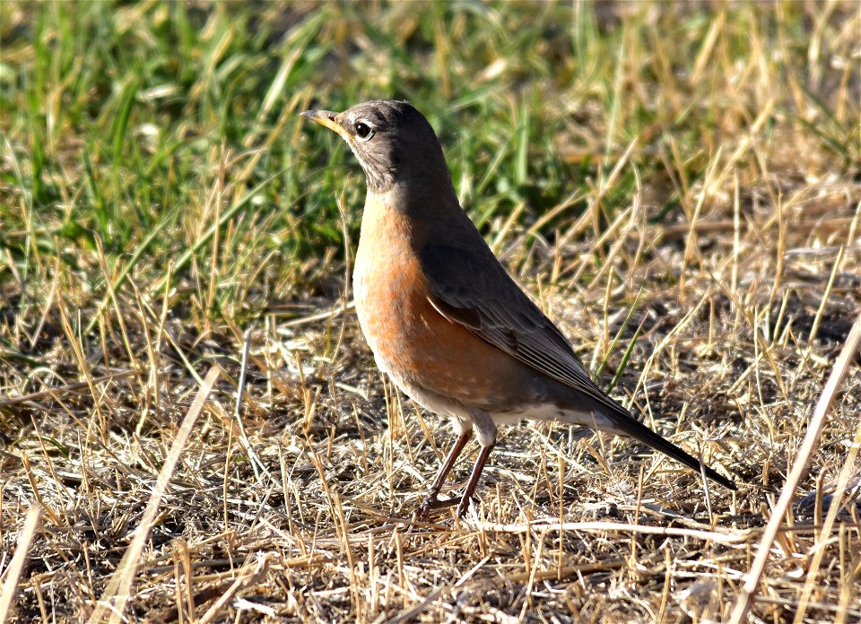 Photo: Tom Koerner/USFWS