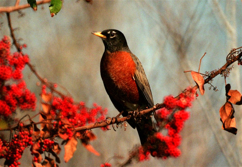 Seen on KSC grounds, an en:American robin (Turdus migratorius) pauses in a Brazilian pepper tree filled with red berries.