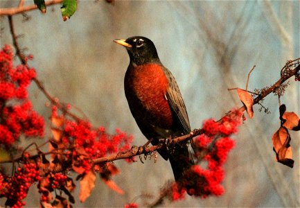Seen on KSC grounds, an en:American robin (Turdus migratorius) pauses in a Brazilian pepper tree filled with red berries. photo