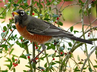 An American Robin (Turdus migratorius) perched in the branches of a Weeping Holly tree. Photo taken with a Panasonic Lumix DMC-FZ50 in Johnston County, North Carolina, United States. photo