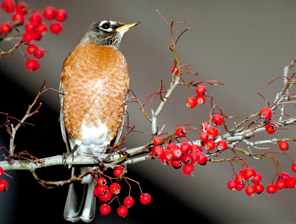 An American Robin sitting on a hawthorn branch with red berries photo