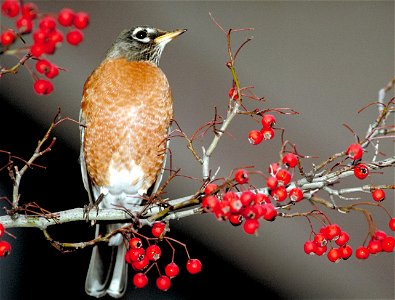 An American Robin sitting on a hawthorn branch with red berries
