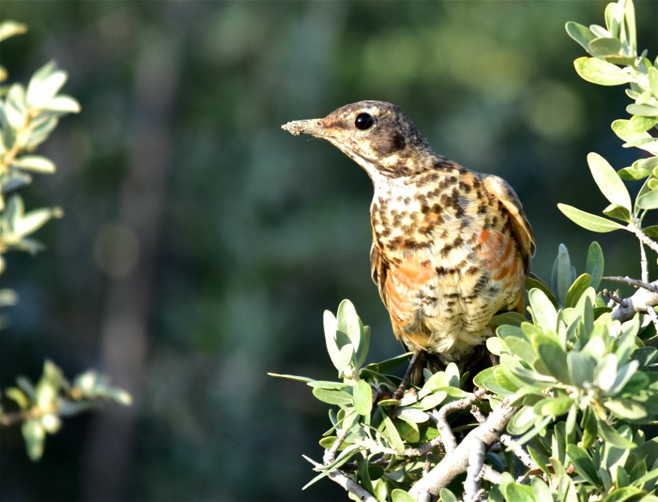 Photo: Tom Koerner/USFWS