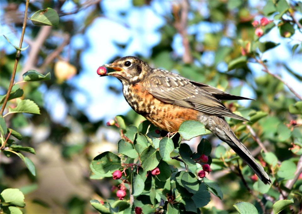 Photo: Tom Koerner/USFWS