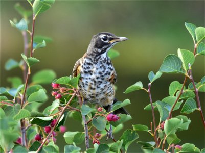 Photo: Tom Koerner/USFWS
