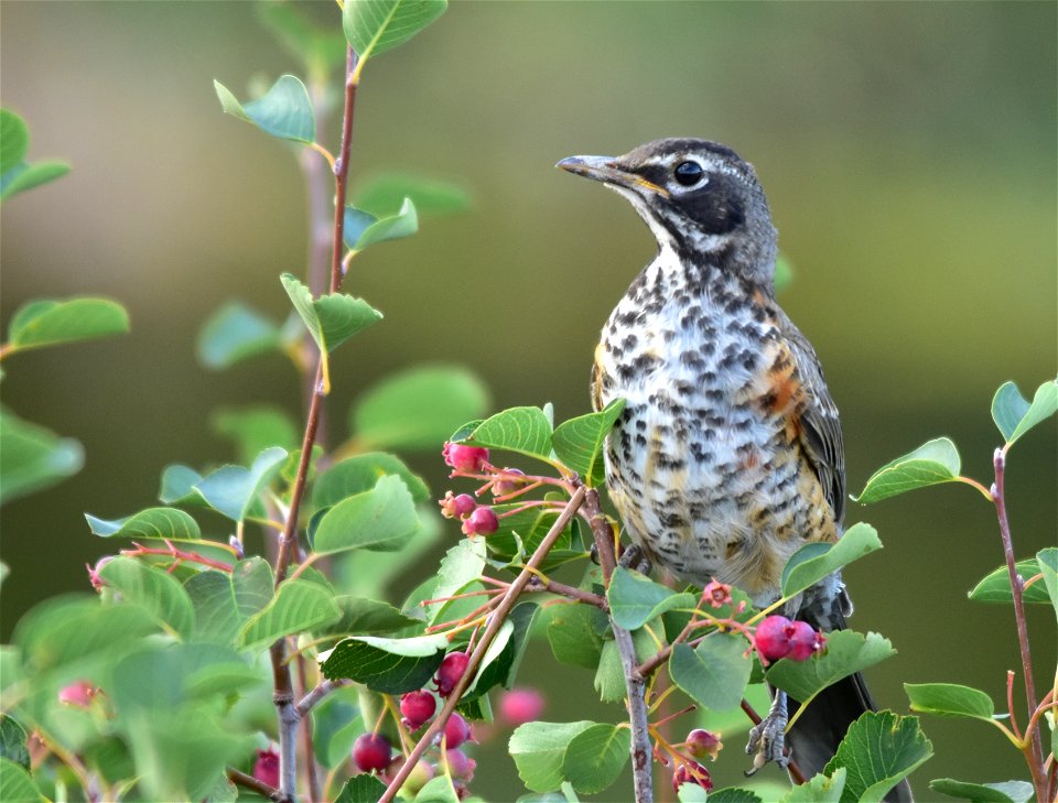 Photo: Tom Koerner/USFWS