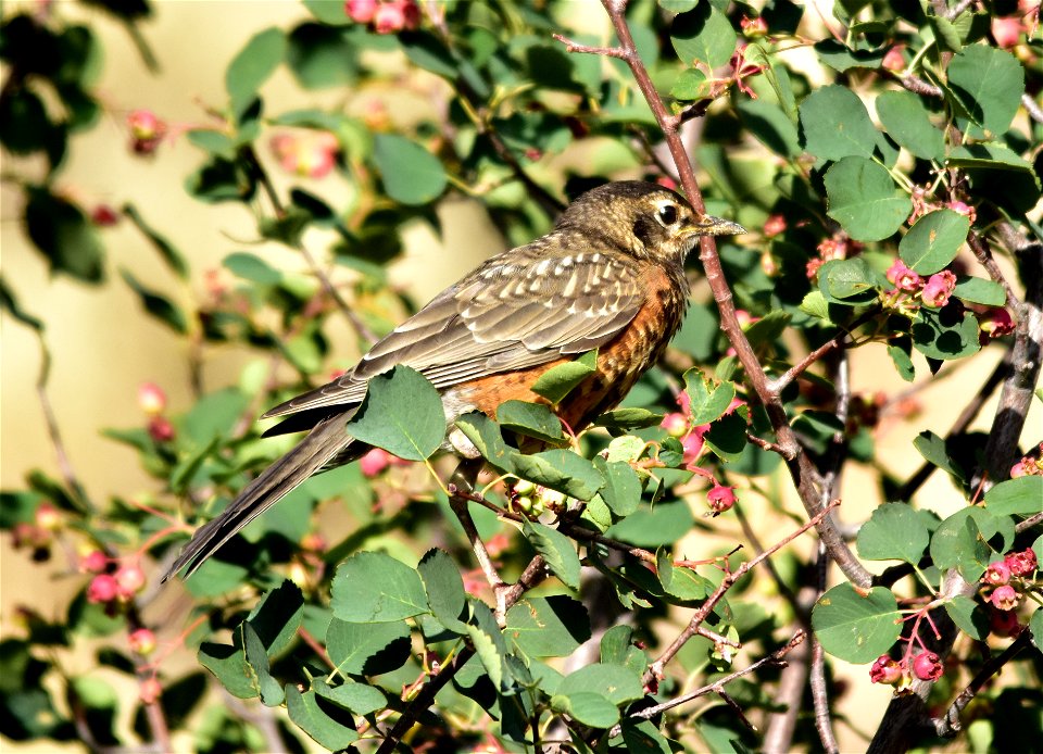 Photo: Tom Koerner/USFWS