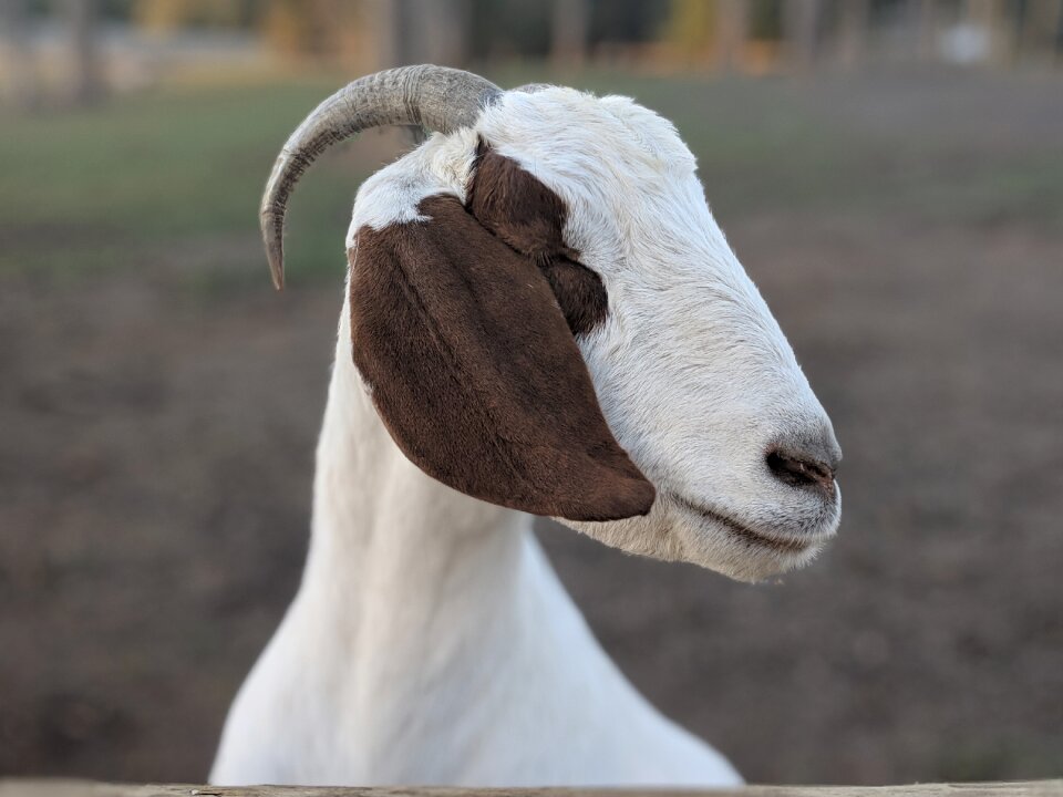 Creature horn head