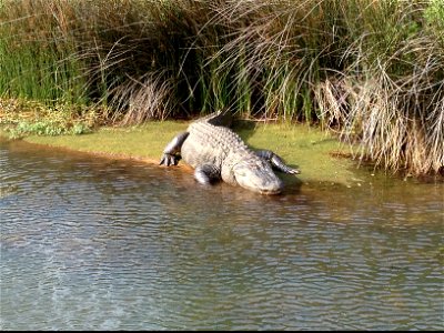A large American alligator suns himself in the creek parallel to Runway 32 at Marine Corps Air Station, Cherry point, N.C., May 16, 2013. Cherry Point patrons are reminded to maintain situational awar
