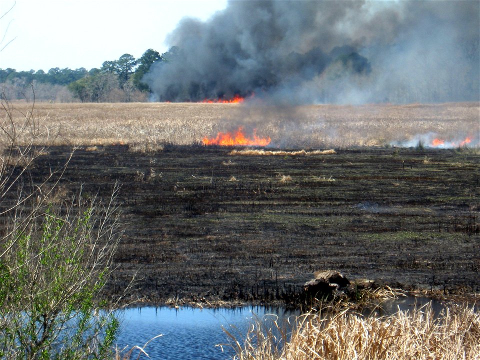 A large alligator checks out a prescribed fire at Ace Basin NWR.  The prescribed fire was conducted by USFWS firefighters on 3/10/14 to help reduce wildfire risk and improve wildlife habitat.

Photo C