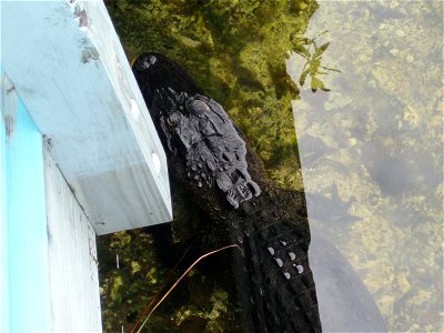Alligator at Crocodile Lake
