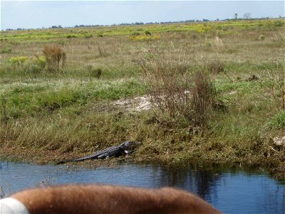 American Alligator at Ten Thousand Islands NWR