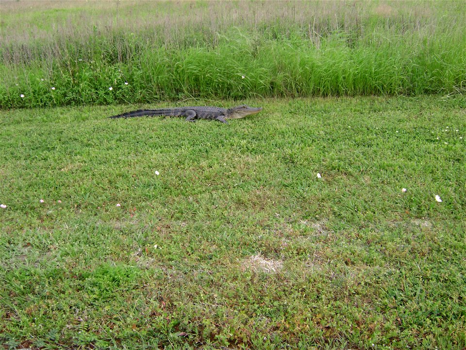 An alligator in the Brazos Bend State Park in Needeville Texas.