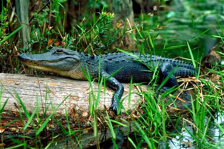 A young alligator sunning itself in the Okefenokee Swamp, Georgia, USA photo