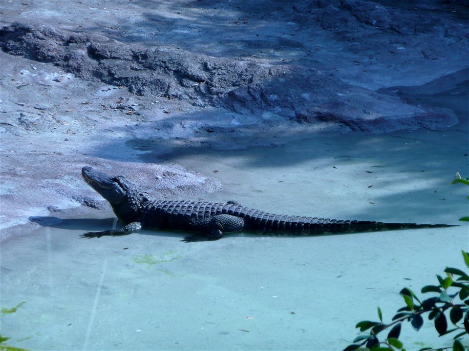 ALLIGATORE DEL MISSISSIPPI (Alligator mississipiensis)