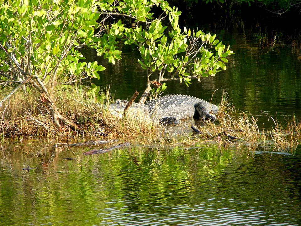 A very large alligator in a mangrove swamp area. Florida.
