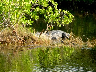 A very large alligator in a mangrove swamp area. Florida. photo