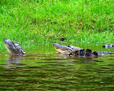 Noxubee National Wildlife Refuge, MS
May 18, 2008

Photo: Roger Smith/Creative Commons