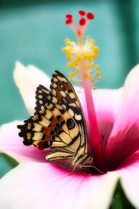 Animal summer flight insect