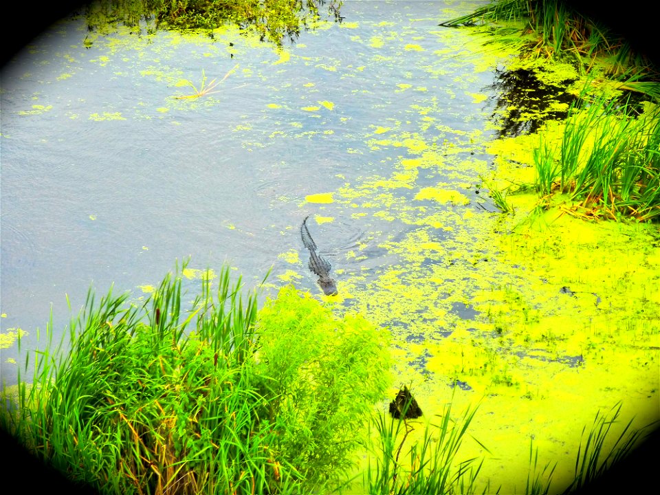 June 12, 2012 - Harris Neck National Wildlife Refuge, McIntosh County, GA.
Alligators enjoy Woody Pond and many large males can be seen patrolling the waters that vary between 5-6 ft in depth. Alligat