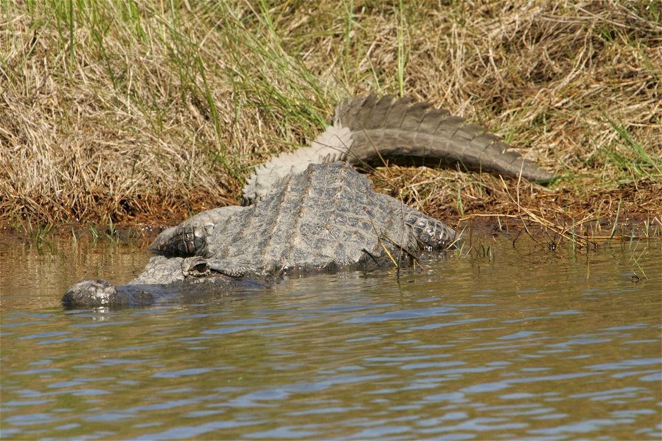Image title: Big american alligator (Alligator mississippiensis)
Image from Public domain images website, http://www.public-domain-image.com/full-image/fauna-animals-public-domain-images-pictures/rept