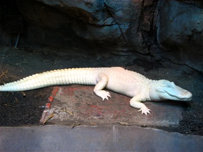 American Alligator