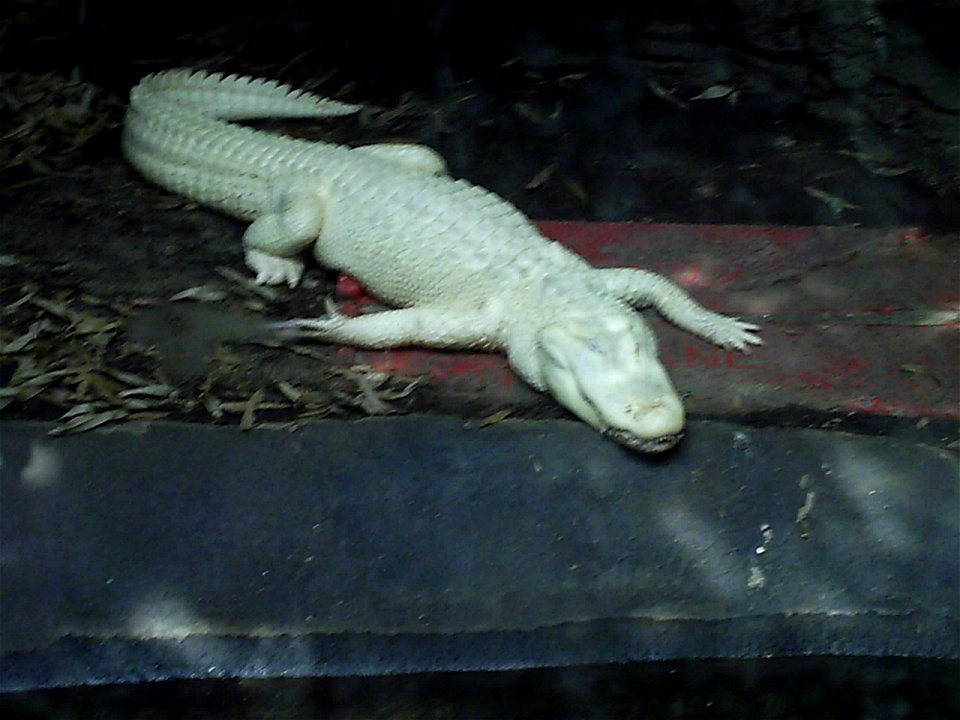 A rare albino alligato at the Louisville Zoo.